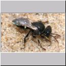 Oxybelus bipunctatus - Fliegenspiesswespe w10 5-6mm - Sandgrube Niedringhaussee.jpg